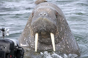 murmansk, franz, josef, land, novaya, zemlya, solovsetsky, belugas, walrus, polar bears, birds, arctic flora, arctic foxes, arctic russia, kola travel, expedition, arctic cruise, arctic travel